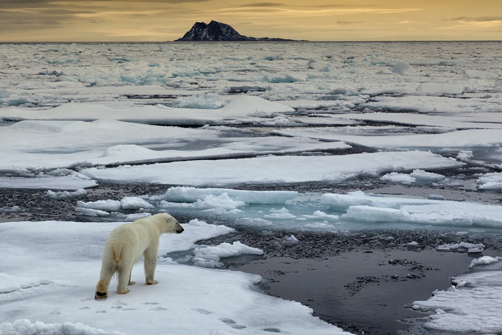 Polar Bear on ice flow Symbolic for climate situation in the arctic, for endangered wildlife by global warming. Svalbard Islands, Norway, Europe[url=file_closeup?id=33073890][img]/file_thumbview/33073890/1[/img][/url] [url=file_closeup?id=27505883][img]/file_thumbview/27505883/1[/img][/url] [url=file_closeup?id=33074164][img]/file_thumbview/33074164/1[/img][/url] [url=file_closeup?id=33074636][img]/file_thumbview/33074636/1[/img][/url] [url=file_closeup?id=23198012][img]/file_thumbview/23198012/1[/img][/url] [url=file_closeup?id=33074424][img]/file_thumbview/33074424/1[/img][/url] [url=file_closeup?id=33074538][img]/file_thumbview/33074538/1[/img][/url] [url=file_closeup?id=33074904][img]/file_thumbview/33074904/1[/img][/url] [url=file_closeup?id=33072894][img]/file_thumbview/33072894/1[/img][/url] [url=file_closeup?id=33074808][img]/file_thumbview/33074808/1[/img][/url] [url=file_closeup?id=33073022][img]/file_thumbview/33073022/1[/img][/url] [url=file_closeup?id=33074712][img]/file_thumbview/33074712/1[/img][/url] [url=file_closeup?id=33073136][img]/file_thumbview/33073136/1[/img][/url] [url=file_closeup?id=33073698][img]/file_thumbview/33073698/1[/img][/url] [url=file_closeup?id=33073280][img]/file_thumbview/33073280/1[/img][/url] [url=file_closeup?id=33074336][img]/file_thumbview/33074336/1[/img][/url] [url=file_closeup?id=33073416][img]/file_thumbview/33073416/1[/img][/url] [url=file_closeup?id=33073498][img]/file_thumbview/33073498/1[/img][/url] [url=file_closeup?id=33073610][img]/file_thumbview/33073610/1[/img][/url] [url=file_closeup?id=33074008][img]/file_thumbview/33074008/1[/img][/url] [url=file_closeup?id=33073792][img]/file_thumbview/33073792/1[/img][/url] [url=file_closeup?id=30580122][img]/file_thumbview/30580122/1[/img][/url] [url=file_closeup?id=23066701][img]/file_thumbview/23066701/1[/img][/url] see more images from Svalbard:[url=/search/lightbox/13204030][img]/file_thumbview_approve.php?size=1&id= 33933800[/img][/url]