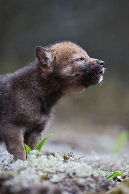 Grey wolf (Canis lupus) cub, Voroncovo, Smolensk Oblast, Russia, May 2009