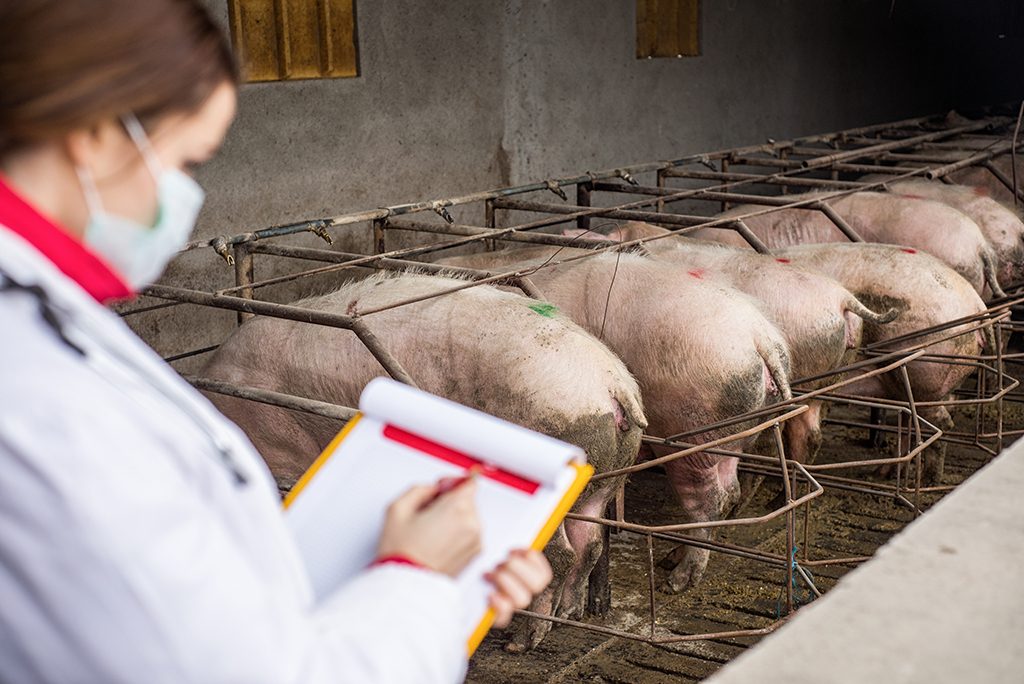 Veterinarian examing pig, and nurse is helping.