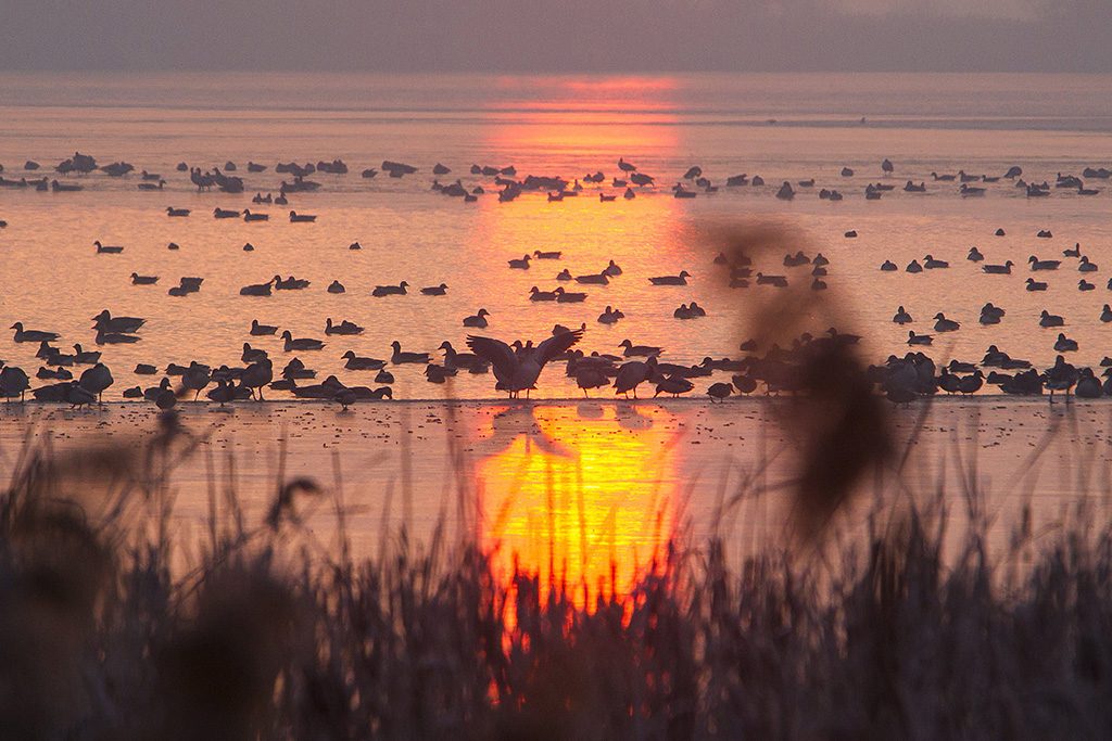 Zalavár, 2016. december 11.Vadludak pihennek napfelkeltekor a Kis-Balaton jegén Zalavárnál 2016. december 11-én. MTI Fotó: Varga György