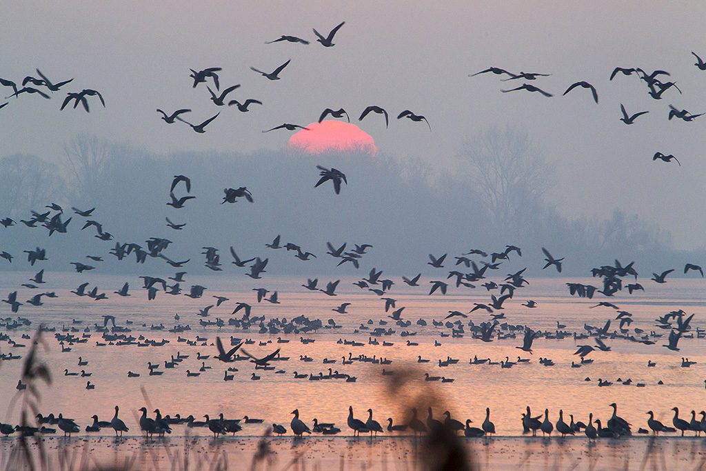 Zalavár, 2016. december 11.Vadludak repülnek napfelkeltekor a Kis-Balaton felett Zalavárnál 2016. december 11-én.MTI Fotó: Varga György