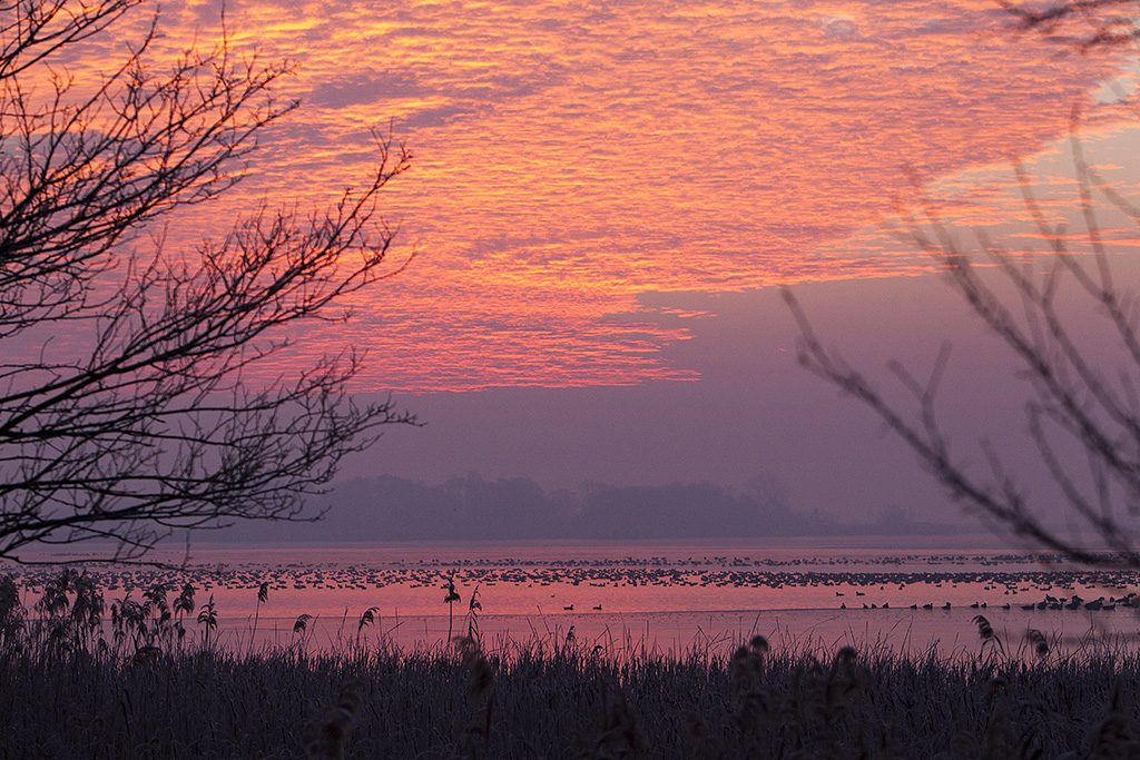 Zalavár, 2016. december 11.Vadludak pihennek napfelkeltekor a Kis-Balaton jegén Zalavárnál 2016. december 11-én. MTI Fotó: Varga György