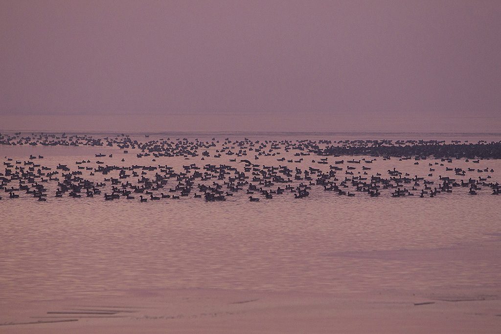 Zalavár, 2016. december 11.Vadludak pihennek napfelkeltekor a Kis-Balaton jegén Zalavárnál 2016. december 11-én. MTI Fotó: Varga György