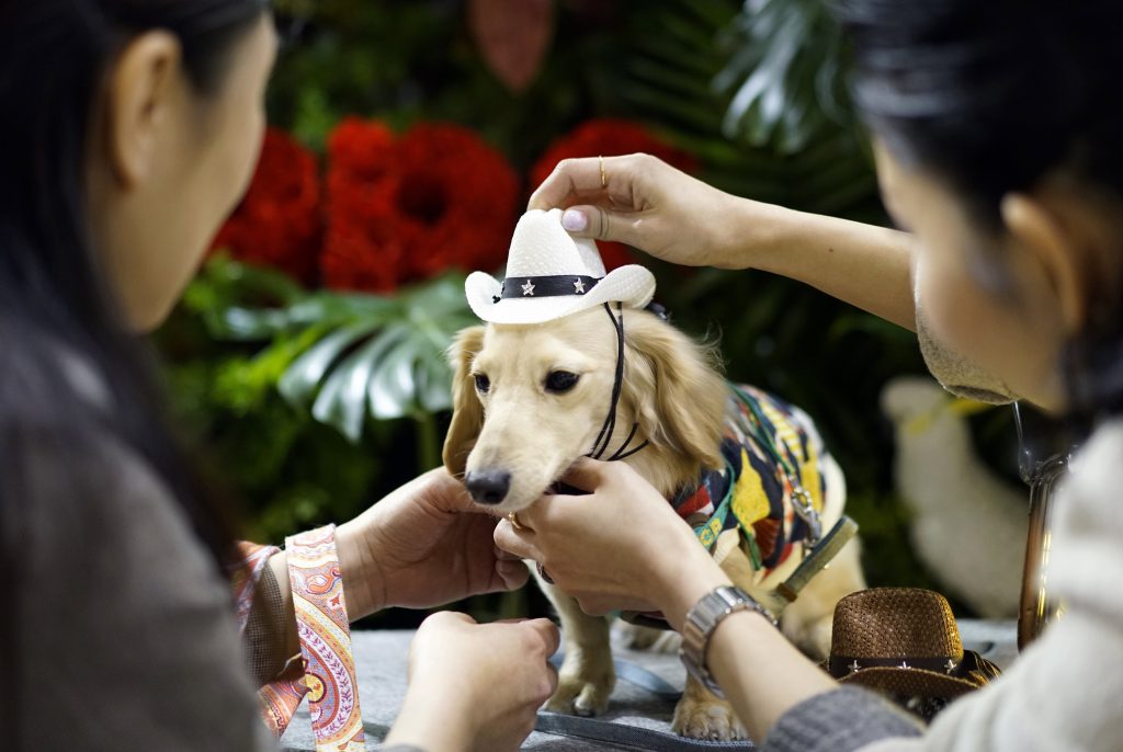 Tokió, 2017. március 31.
Egy cowboy kalapos tacskó az Interpets nemzetközi állatkellékvásáron Tokióban 2017. március 31-én. (MTI/EPA/Franck Robichon)