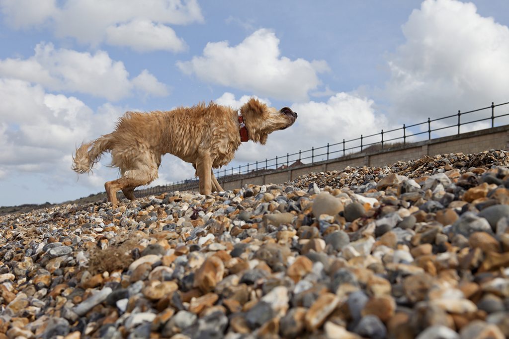 Mixed-breed Golden Retriever-Poodle cross shaking wet fur on pebble beach, Herne Bay, Kent