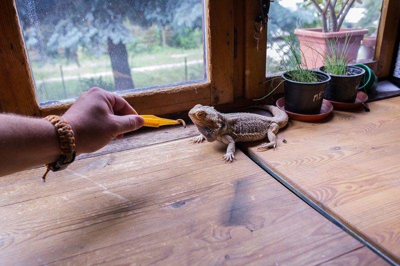 Budapest, 2017. június 19.Attila eteti Zeuszné nevű szakállas agámáját (Pogona vitticeps) budapesti lakásában 2017. június 18-án. A társállatok napját június 20-ra a Julius-K9 nevű magyar vállalkozás hirdette meg 2013-ban, tiltakozásul egy Kínában, évenként június 20-án tartott kutyafesztivál ellen, amelyen ezerszámra mészárolják le a kutyákat, hogy belőlük lakomát rendezzenek.MTI Fotó: Kallos Bea