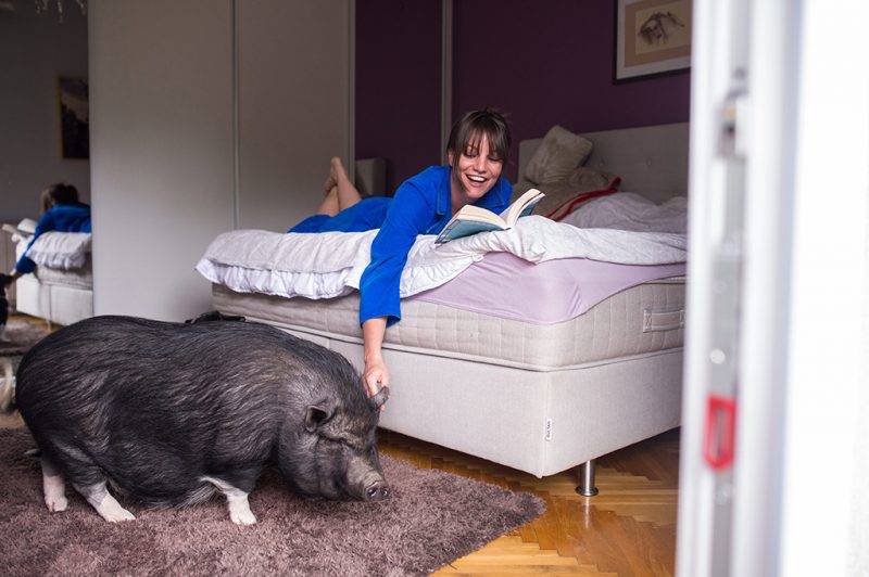 Budapest, 2017. június 19.Petra játszik Trudy nevű, vietnami csüngő hasú malacával (Sus scrofa f. domestica) budapesti lakásában 2017. június 16-án. A társállatok napját június 20-ra a Julius-K9 nevű magyar vállalkozás hirdette meg 2013-ban, tiltakozásul egy Kínában, évenként június 20-án tartott kutyafesztivál ellen, amelyen ezerszámra mészárolják le a kutyákat, hogy belőlük lakomát rendezzenek.MTI Fotó: Kallos Bea