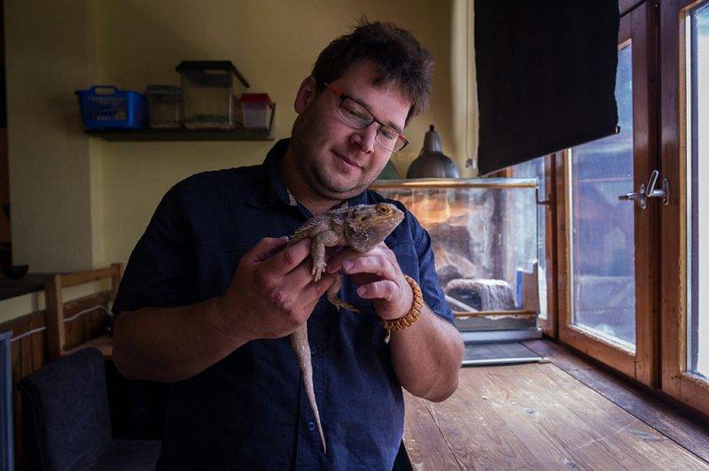 Budapest, 2017. június 19.Attila mutatja Zeuszné nevű szakállas agámáját (Pogona vitticeps) budapesti lakásában 2017. június 18-án. A társállatok napját június 20-ra a Julius-K9 nevű magyar vállalkozás hirdette meg 2013-ban, tiltakozásul egy Kínában, évenként június 20-án tartott kutyafesztivál ellen, amelyen ezerszámra mészárolják le a kutyákat, hogy belőlük lakomát rendezzenek.MTI Fotó: Kallos Bea