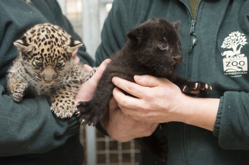 Nyíregyháza, 2017. december 25.
Egyhónapos jaguárkölykök (Panthera onca) a Nyíregyházi Állatpark Andok-kalandok kifutójában 2017. december 25-én. Az ikrek egyike sárga, a másik fekete bundával jött világra.
MTI Fotó: Balázs Attila