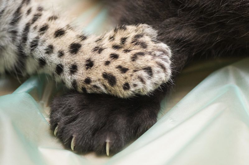 Nyíregyháza, 2017. december 25.
Egyhónapos jaguárkölykök (Panthera onca) a Nyíregyházi Állatpark Andok-kalandok kifutójában 2017. december 25-én. Az ikrek egyike sárga, a másik fekete bundával jött világra.
MTI Fotó: Balázs Attila