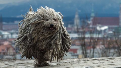 Seven-year-old Hungarian herding dog Derci runs on the Olympiaberg hill, with the city's historic district pictured in the background, in Munich, Germany, 04 January 2016. The dog breed, also known as Puli, has an inherently thick and shaggy coat. Photo: MATTHIAS BALK/dpa