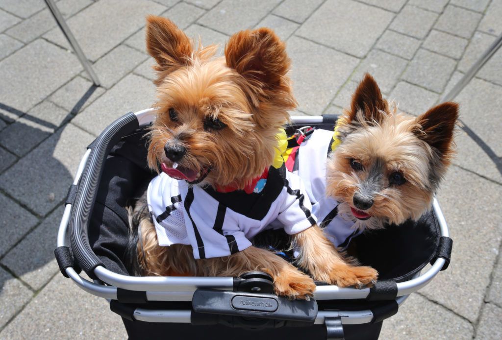 Two dogs named Trixi and Pauli are dressed in the German colours in Kempten, southern Germany on June 20, 2016 on the eve of the Euro 2016 football match between Nothern Ireland and Germany. / AFP PHOTO / dpa / Karl-Josef Hildenbrand / Germany OUT