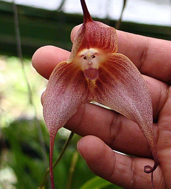 Dracula orchid at orchid gardens near Volcano, W.Panama    DG.Pan