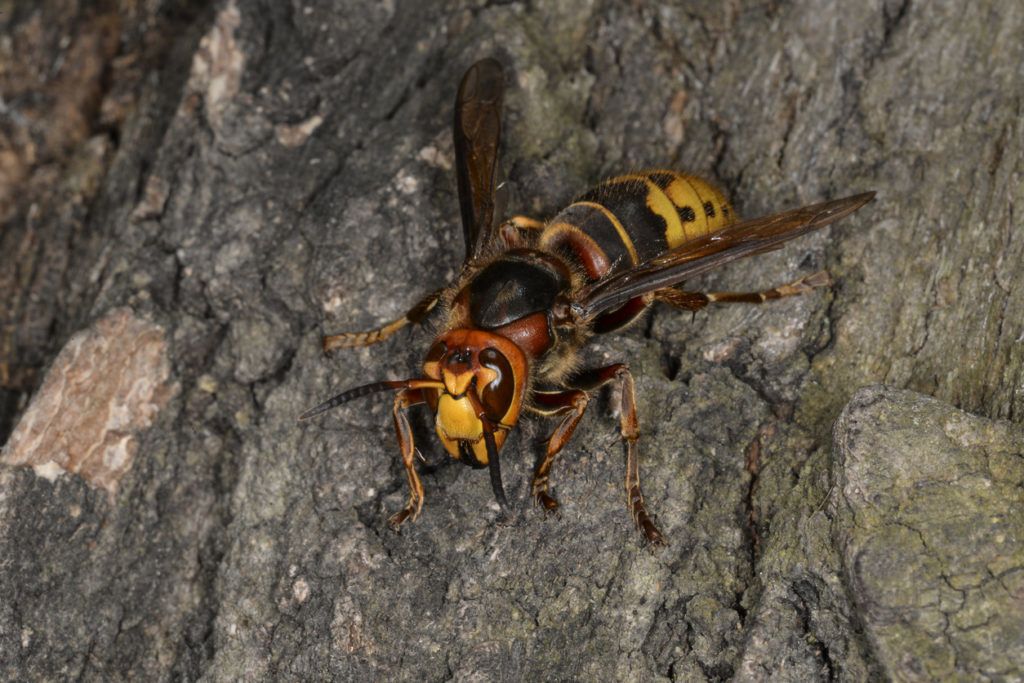 Insect hornet on the bark of an oak tree