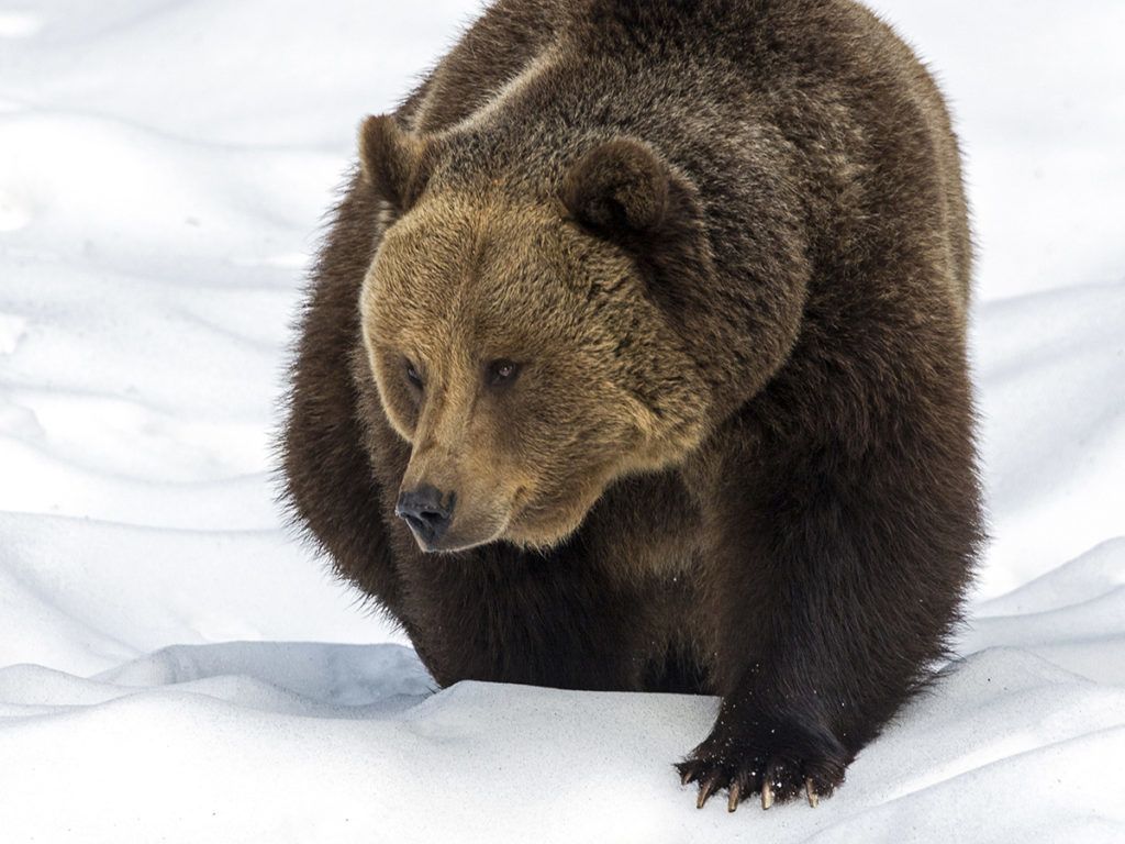 Brown Bear (Ursus arctos) walking in the snow, Sneznik Reserve, Slovenia.  Biosphoto / Franck Fouquet