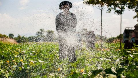 Male asian gardener watering vegetables garden in the sunny day summer, abstract transparent water spraying from a rubber tubing. Agriculture, organic farming. Local garden at Northern Thailand. High key.