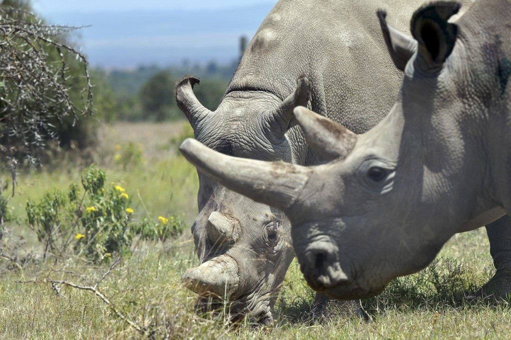 Najin (background), 30, and her offspring Fatu, 19, two female northern white rhinos, the last two northern white rhinos left on the planet, graze in their secured paddock on August 23, 2019 at the Ol Pejeta Conservancy in Nanyuki, 147 kilometres north of the Kenyan capital, Nairobi. - Veterinarians have successfully harvested eggs from the last two surviving northern white rhinos, taking them one step closer to bringing the species back from the brink of extinction, scientists said in Kenya on August 23. Science is the only hope for the northern white rhino after the death last year of the last male, named Sudan, at the Ol Pejeta Conservancy in Kenya where the groundbreaking procedure was carried out August 22, 2019. (Photo by TONY KARUMBA / AFP)
