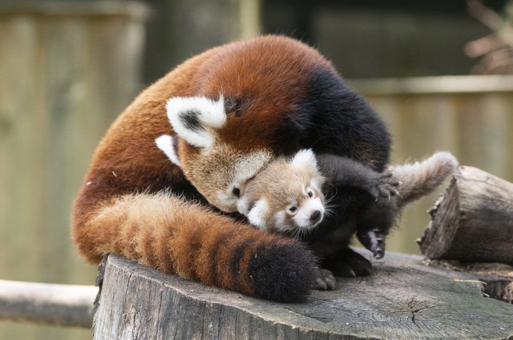 Nyíregyháza, 2019. augusztus 2.
Hathetes vörös macskamedvekölyök, más néven kis panda (Ailurus fulgens) anyjával a Nyíregyházi Állatparkban 2019. augusztus 2-án. A kis panda ikreket a látogatók két hét múlva láthatják. A Himalája mérsékelt övi erdõiben, Bhután, Kína, India, Laosz, Mianmar és Nepál területén élõ faj mindenütt védelmet élvez, a Természetvédelmi Világszövetség a súlyosan veszélyeztetett kategóriába sorolta.
MTI/Balázs Attila