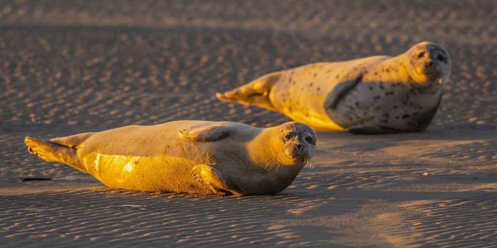 Grey seal (Halichoerus grypus) in Authie bay at Berck-sur-mer in Autumn, Côte d'Opale, Pas-de-Calais, Nord-Pas-de-Calais, Hauts-de-France, France. 
 
Biosphoto / Stephane Bouilland